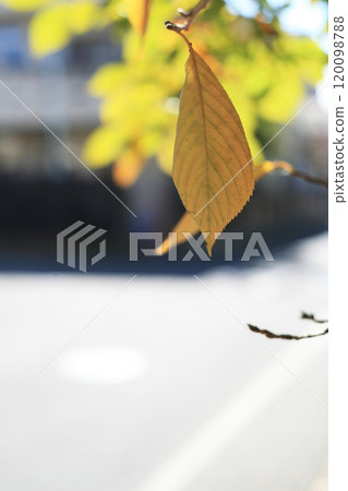 Autumn cherry leaves 120098788