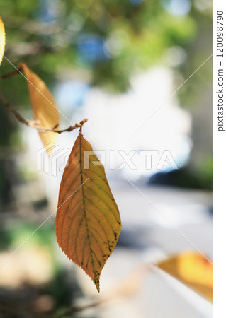 Autumn cherry leaves 120098790