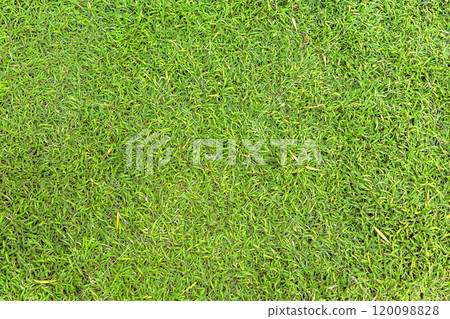 Green leaves background texture in nature 120098828