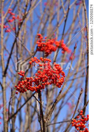 深秋在北海道乙部町拍攝紅色花楸果 深秋在北海道乙部町拍攝紅色花楸果 120098874