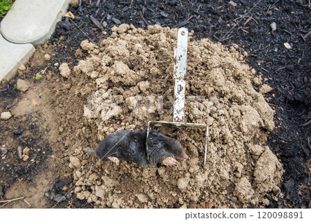 Trapped mole lying on the mole hill 120098891