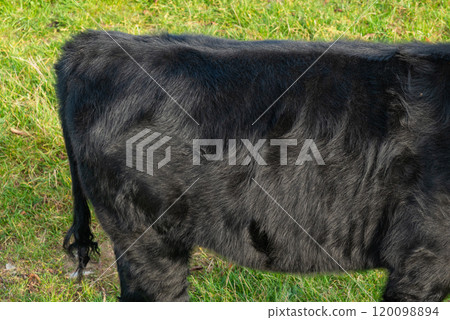 Detail of a rear side of black Angus cow 120098894