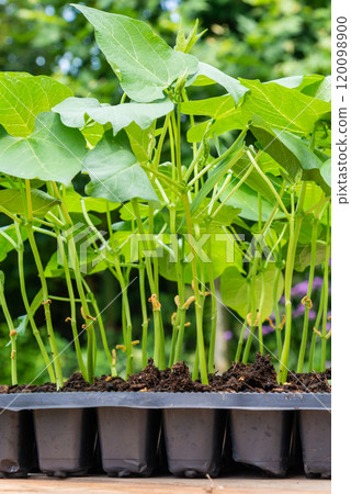 Tray with vegetable seedling on wooden work bench 120098900