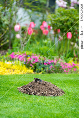 Mole peeking from the mole hill in the garden 120098906
