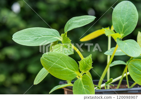 Young cucumber plants in a pot on a workbench before planting 120098907
