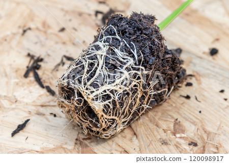 close-up of young seedling and its root ball on wooden board close-up of young seedling and its root ball on wooden board 120098917