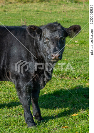 Potrait of black cow on pasture Potrait of black cow on pasture 120098925