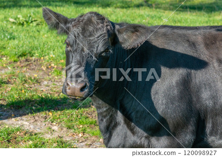 Potrait of black cow on pasture Potrait of black cow on pasture 120098927