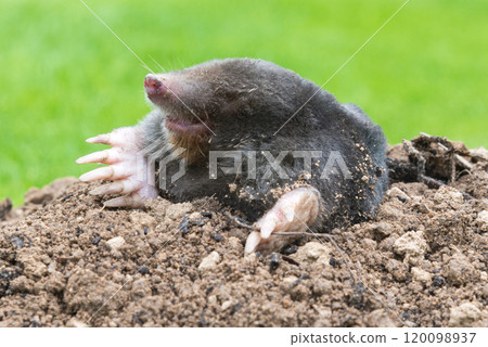 Mole peeking from the mole hill in the garden 120098937