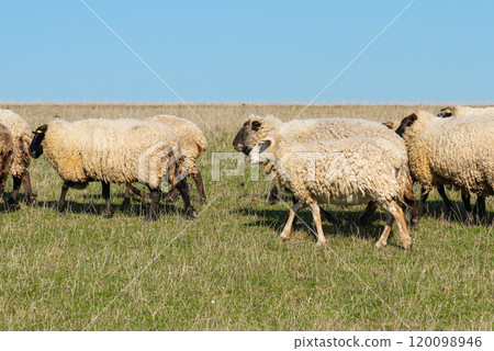 Herd of sheep grazing on pasture 120098946