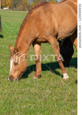 Detail of a brown horse grazing on pasture Detail of a brown horse grazing on pasture 120098950