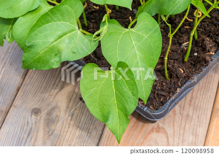 Tray with vegetable seedling on wooden work bench 120098958