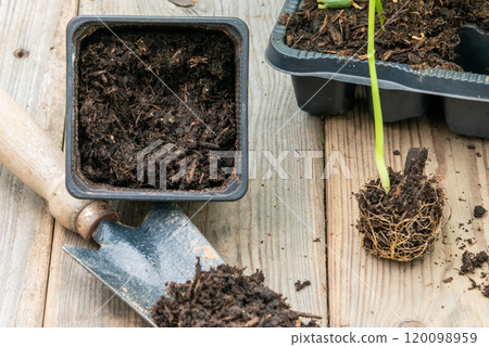 Potting up vegetable seedling into plastic container,  spade fil 120098959