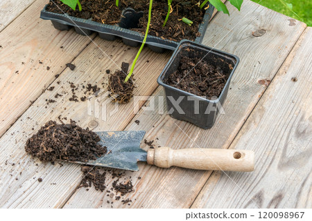 Potting up vegetable seedling into plastic container,  spade fil 120098967