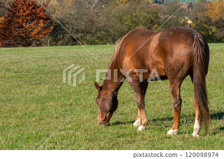 Single horse grazing on a pasture 120098974