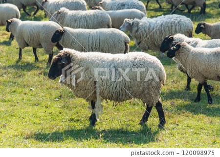 Herd of sheep grazing on pasture Herd of sheep grazing on pasture 120098975