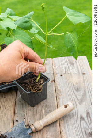 Gardener transplanting young seedling into bigger container Gardener transplanting young seedling into bigger container 120098981