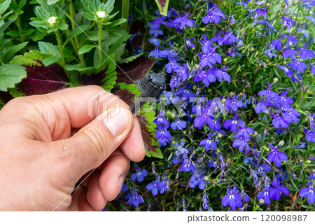 Male hand holding drip irrigation and installing it into the flo 120098987