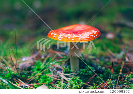 Mature Amanita Muscaria, Known as the Fly Agaric or Fly Amanita Mature Amanita Muscaria, Known as the Fly Agaric or Fly Amanita 120099502