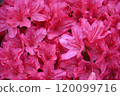 Focus on the center of the image and take a photo of multiple densely packed reddish-purple flowers of an azalea during the fresh green season. 120099716