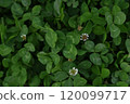 A four-leaf clover that stands out in a crowd 120099717