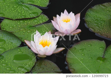 盛開的睡蓮（雨季圖） 120099723