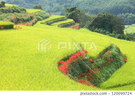 紅蜘蛛百合盛開的內成梯田（別府市） 120099724