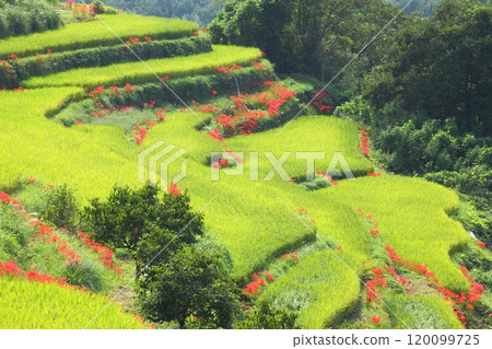 紅蜘蛛百合盛開的內成梯田（別府市） 120099725