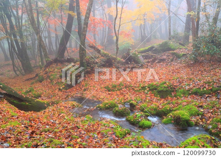 秋季白水濕地花園(由布市) 秋季白水濕地花園(由布市) 120099730