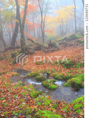 秋天的白水濕地花園(由布市,垂直構圖) 秋天的白水濕地花園(由布市,垂直構圖) 120099731