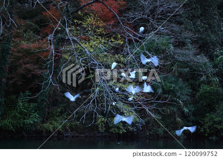 White heron taking off (Yufuin Town, Yufu City) 120099752