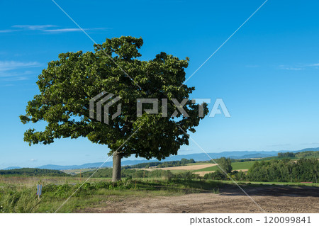 [Seven Star Tree Autumn Scenery] 120099841