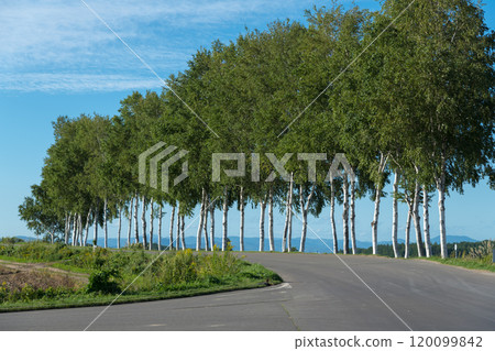 [Autumn scenery of the row of white birch trees near the Seven Star Tree] 120099842