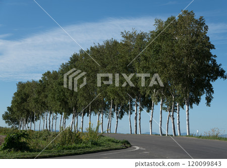 [Autumn scenery of the row of white birch trees near the Seven Star Tree] 120099843