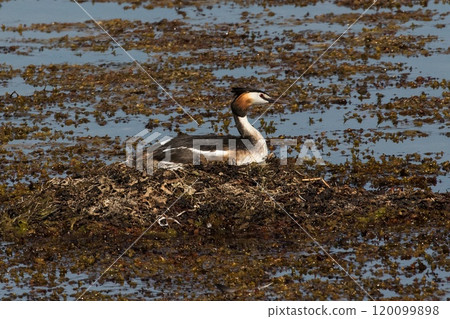 Great Crested Grebe (Podiceps cristatus) at nest in the Island Gotland, Sweden. Great Crested Grebe (Podiceps cristatus) at nest in the Island Gotland, Sweden. 120099898