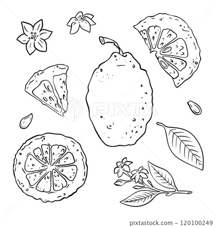 Vector illustration set of lemons, flowers, leaves and seeds hand drawn in doodle style. 120100249