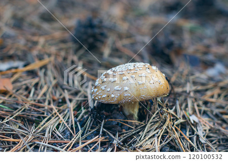 Amanita Pantherina, Known as the Panther Cap, False Blusher and Panther Amanita Amanita Pantherina, Known as the Panther Cap, False Blusher and Panther Amanita 120100532