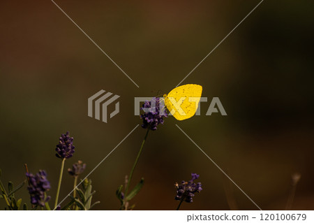 一隻黃色蝴蝶棲息在枯萎的薰衣草上 一隻黃色蝴蝶棲息在枯萎的薰衣草上 120100679