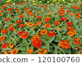 Flower landscape 120100760