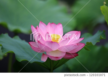 蓮花 蓮花 120101071