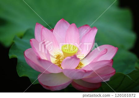 Landscape with lotus flowers Landscape with lotus flowers 120101072