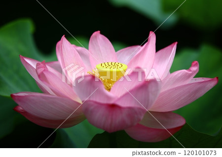 風景與蓮花 120101073