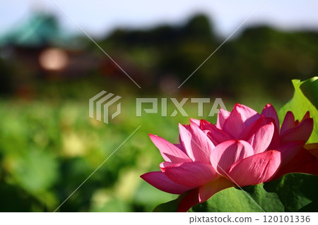 Red Lotus Flower 120101336