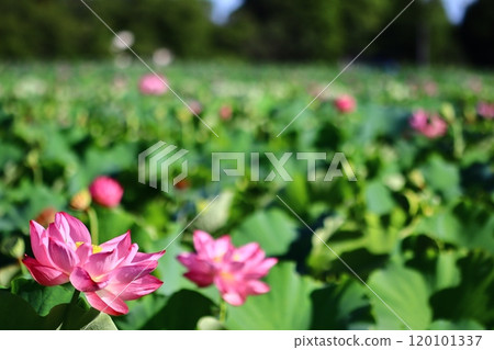 Landscape with lotus flowers 120101337