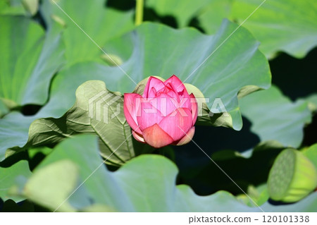 lotus buds and petals 120101338