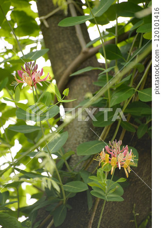 Tsukinukeninto 120101416
