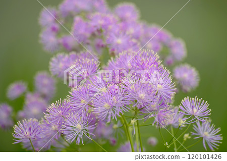 Thalictorum 120101426