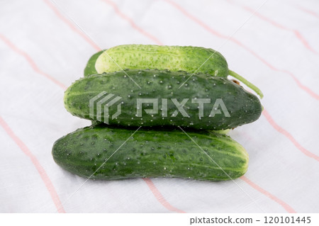 ripe cucumbers on a striped tablecloth 120101445
