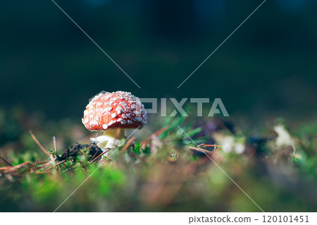 Young Amanita Muscaria, Known as the Fly Agaric or Fly Amanita 120101451