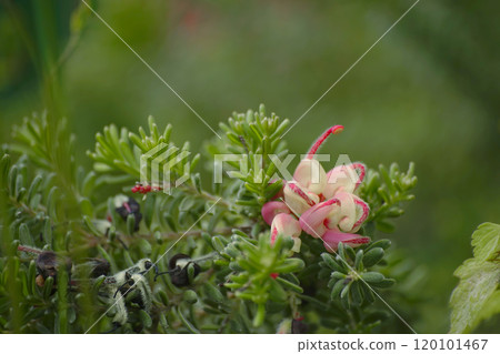 Gurebirea Gurebirea 120101467